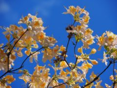 05_mai_2019__rhododendron_in_g_80_