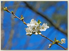 03_März 2020 - Frühlingsblüten