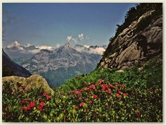 3-18_ Alpenrosen im Erstfeldertal