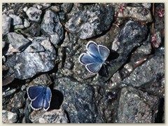 42_Blaue Schmetterlinge