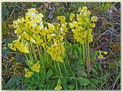 18_Primula veris - echte Schlüsselblumen