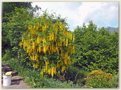 31_Goldregen, Baum oder Strauch