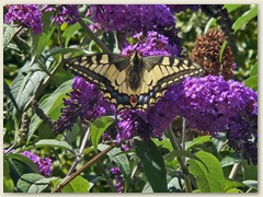 37_… und am Schmetterlingsflieder ein Schwalbenschwanz