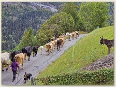 45_23. September die erste Gruppe Alpabzug - von 1430 müM auf 1039 müM 