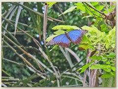 21_Blauer Morpho 