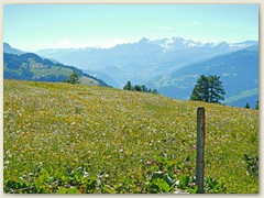 15 Immer wieder treffen wir auf prächtige Wiesen- und Alpblumen