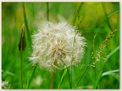 16 Verblühter Löwenzahn