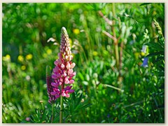 19 Wilde Lupinen, auch eine Futterpflanze