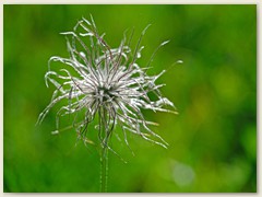 20 Haarmannli ?,  Silberwurz oder Schwefelanemone